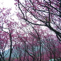 粉紅櫻花林