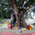 倫比尼佛陀誕生處前的菩提樹