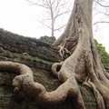 塔普倫寺前的百年老樹