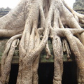 塔普倫寺前的百年老樹6