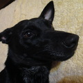 默默兩歲的照片3  2011.6.11