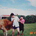 1988參加公司旅遊在墾丁遭牛隻偷襲
