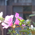 椰林大道旁的杜鵑花
