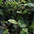 紅茶工房百年原生種紫芽山茶