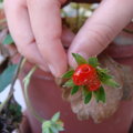 好小的草莓~~營養不良
