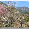 武陵櫻花饗宴