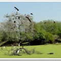   印度蓋奧拉德奧國家公園(Keoladeo National Park)，為世界知名的鳥類保護棲地，並於1985年列為世界自然遺產，擁有400種以上的鳥類記錄。