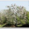 蓋奧拉德奧國家公園--鳥類天堂