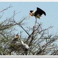 蓋奧拉德奧國家公園--鳥類天堂