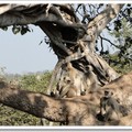 迷人的藍桑普國家公園 - 黑面葉猴