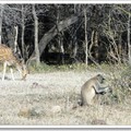 迷人的藍桑普國家公園 - 梅花鹿與黑面葉猴