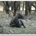 迷人的藍桑普國家公園 - 藍羚