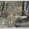迷人的藍桑普國家公園 - 梅花鹿與水鹿
