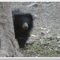 迷人的藍桑普國家公園 - 印度長毛熊