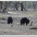 迷人的藍桑普國家公園 - 印度長毛熊