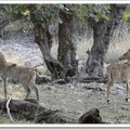 迷人的藍桑普國家公園