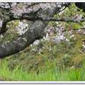 阿里山花間逍遙遊