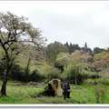 阿里山花間逍遙遊