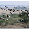每年10月至翌年3月，成群的簑羽鶴由歐亞大陸中部草原飛越喜馬拉雅山到印度拉賈斯坦邦(Rajasthan)奇慶(Kheechan)的沙丘(塔爾沙漠)水塘過冬~~
