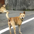 新竹竹東的大湖社區
位在深山裡
少許幾戶人家
連狗狗都慵懶的汪汪叫