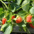 大湖草莓1