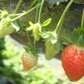 大湖草莓3