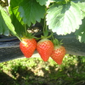 大湖草莓4