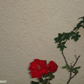 牆與花