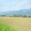 高寮社區-水稻收割 - 1