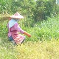 高寮社區-水稻收割 - 3