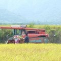 高寮社區-水稻收割 - 4
