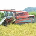 高寮社區-水稻收割 - 5