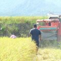 高寮社區-水稻收割 - 2