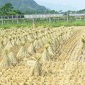 高寮社區-水稻收割 - 3