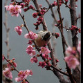 2011 桜、鳥、霧淞 - 10