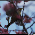 2011 桜、鳥、霧淞 - 55