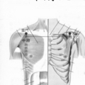 肺經脈 1、中府穴b
