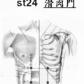  胃經脈 24、滑肉門穴b