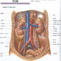 kidney