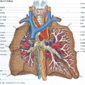 lung_1