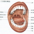 牙齒喉頸