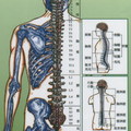 脊椎神經