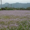 春天拾荒 紫花藿香薊 - 2