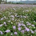 春天拾荒 紫花藿香薊 - 3