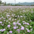 春天拾荒 紫花藿香薊 - 4