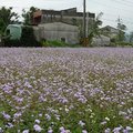 春天拾荒 紫花藿香薊 - 5