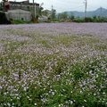 春天拾荒 紫花藿香薊 - 7