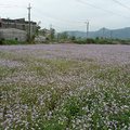 春天拾荒 紫花藿香薊 - 8
