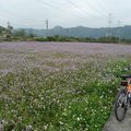 春天拾荒 紫花藿香薊 - 9