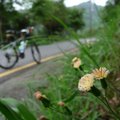 冷風春雨我桐行 - 11